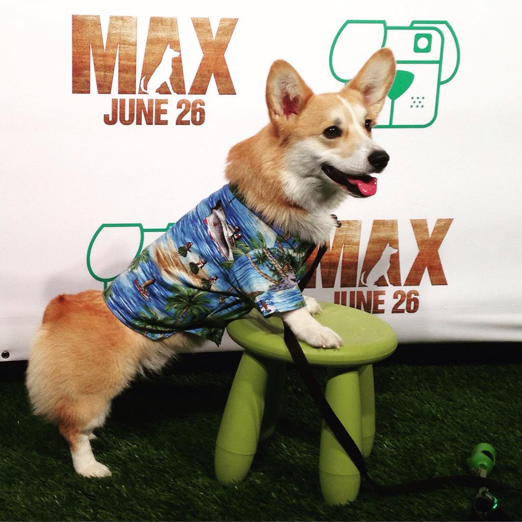 warnerbros's tweet photo. Starting the summer off right with @lacorgi at today's #maxmovie @dogsofinstagram event! #maxthehero http://t.co/ICWMgao97Y