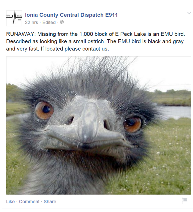 joshoncbs's tweet photo. Well thats odd: Have u seen this missing emu running around Ionia? http://t.co/meji1nyT4i via @FOX17 @ioniacodispatch http://t.co/pAWnb35EhB