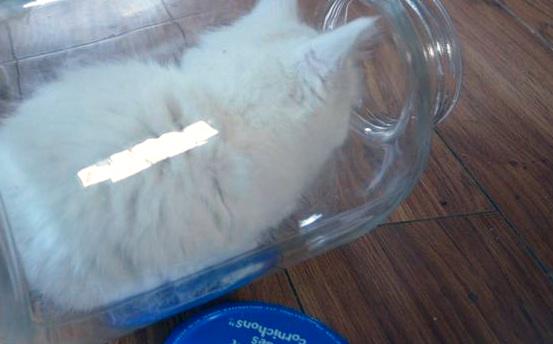 WinterHasFallen's tweet photo. So this is a thing that happened. She's been like that for a couple hours now. Perfectly content, too. http://t.co/g7spMqVZ3p