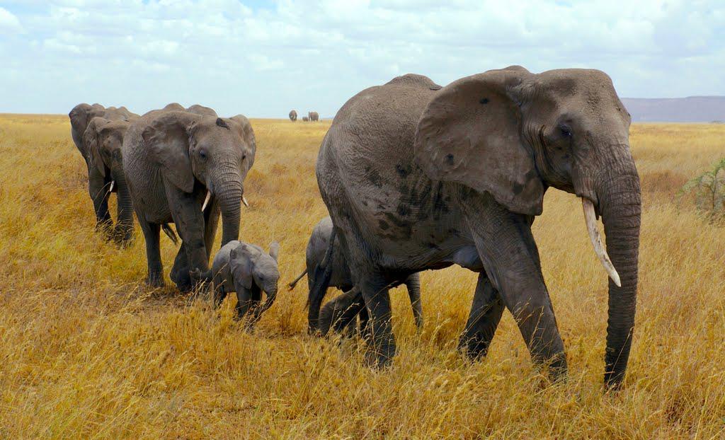 These #Elephants need your voice to speak for them. Please help protect!