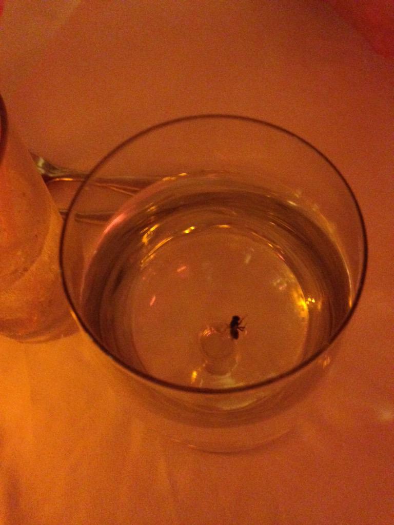 That_One_Fly's tweet image. Went for a swim today. (This wasn't a pic I found this legit happened to me)