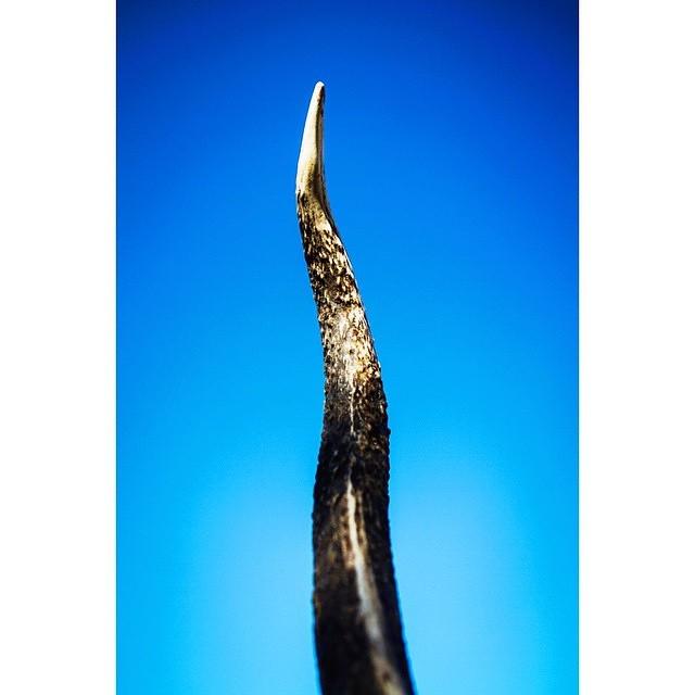 SeacatCreative's tweet photo. #Elk
Photo: @StevenDrakePhoto
#SickForIt #BuiltForTheWild #SeacatCreative http://t.co/ApKyWPz1xS