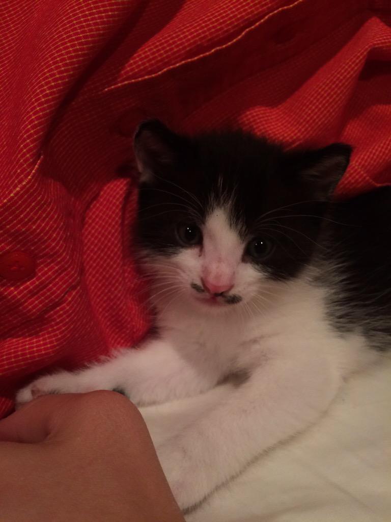 ebrzon's tweet image. we rented a kitten from @nadinenothing