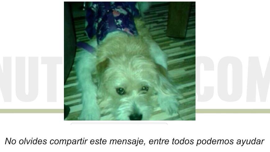 minuto30com's tweet image. FOTO: Emily, una perrita con vestido morado, se extravió por La Milagrosa goo.gl/8l3j2N