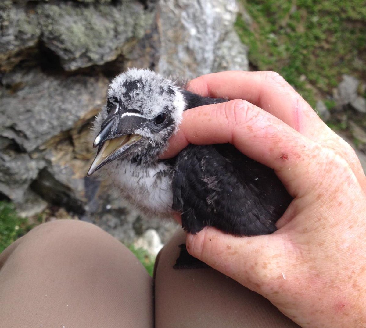 r_green24's tweet photo. Some #Razorbill chicks are already starting to look like miniature adults. @skomer_island #seabirds #jumpling http://t.co/8l0ui6kHAx