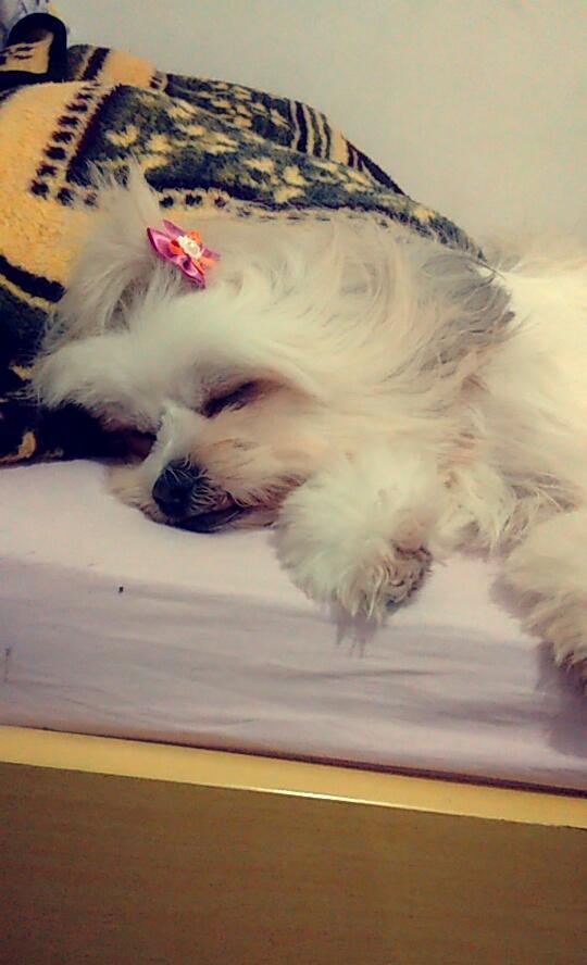 naty_soousa's tweet photo. Minha BB❤ http://t.co/fhTiWqq7GZ