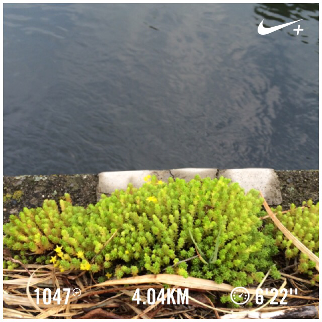 chako0301's tweet photo. 蒸し暑すぎるよ Nike+を使用して4.04 kmのランを終了しました。 http://t.co/OzVDDMMuKB #nikeplus http://t.co/Y3b6sZgMem