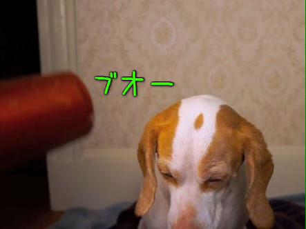 pazsys's tweet photo. 顔だけホットDOG http://t.co/gEJVgUwHgk