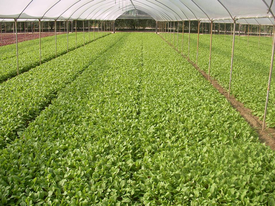 Solagro tweet media