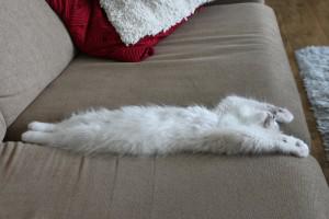 BalhamDogCentre's tweet photo. 19 Things You Didn’t Know #Cats Could Do: http://t.co/NrbBT3co34 #intertesting #funny #petlovers http://t.co/9MrqWyXyS4