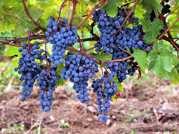 thewinebs's tweet photo. #Viticultura de precisión: el camino hacia una mayor competitividad http://t.co/vACmSmICYE #tecnología http://t.co/a9S4qFvU1n