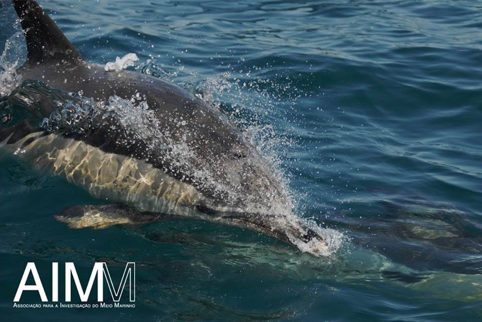 Get involved in #AIMMPortugal dolphin research project this summer! More info buff.ly/1eGo86r