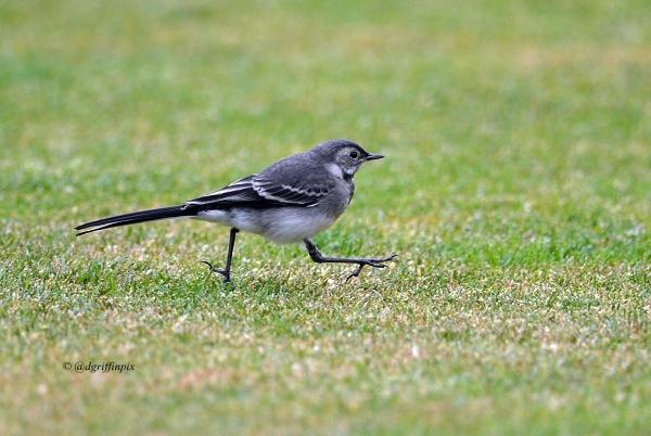 wildlife_news's tweet image. RT @dgriffinpix: Cricket and wildlife mixed...a wagtail on the outfield at Chelmsford @wildlife_uk