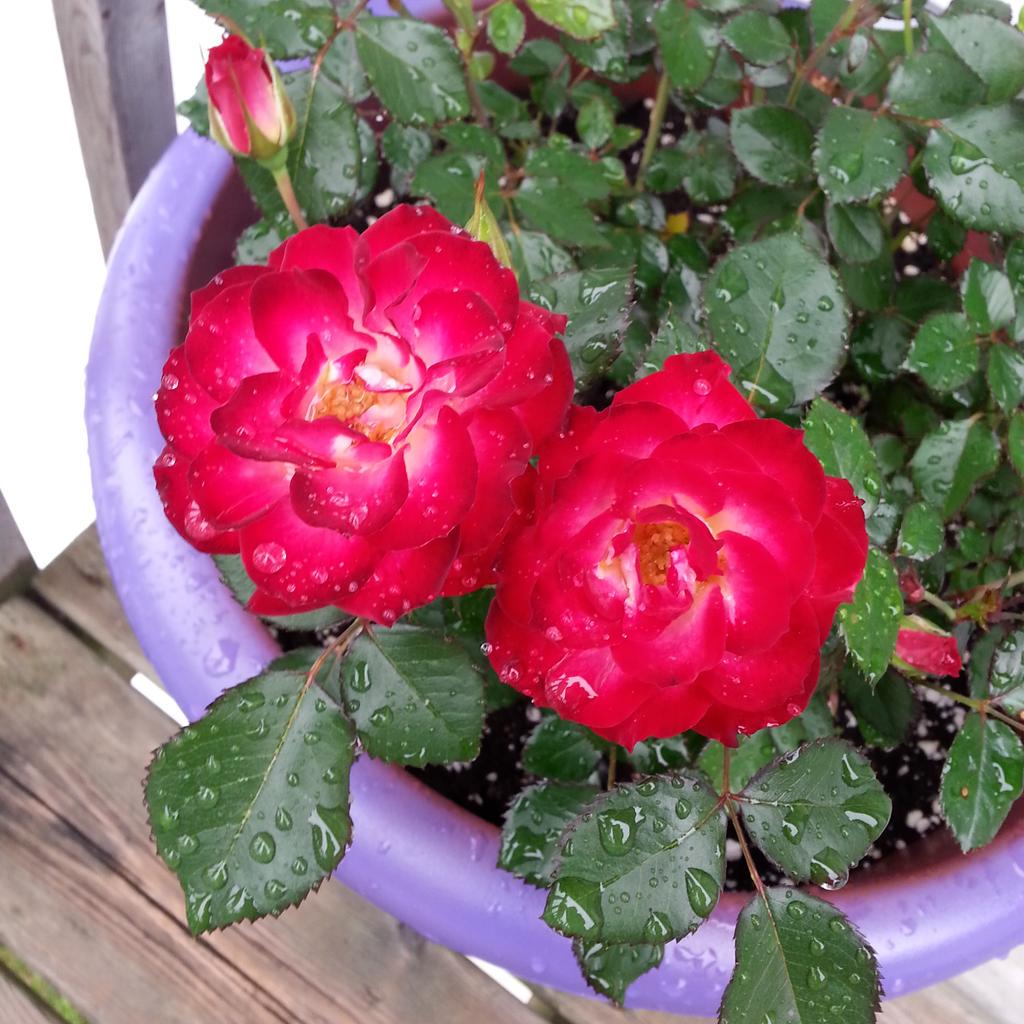 Woke up to these beauties this morning :) #hardyroses #neveralonerose <a href="/vinelandrsrch/">Vineland Research and Innovation Centre</a>