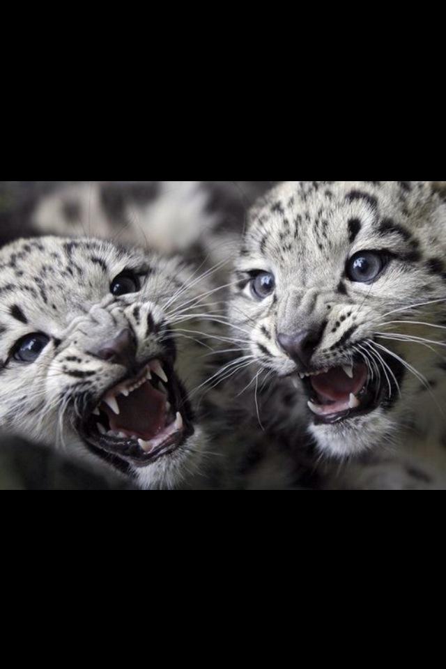 TheEnfants's tweet photo. Bas toi comme un tigre, ne lâche jamais rien. 👌💪 #déterminer http://t.co/5WxpASbDAx