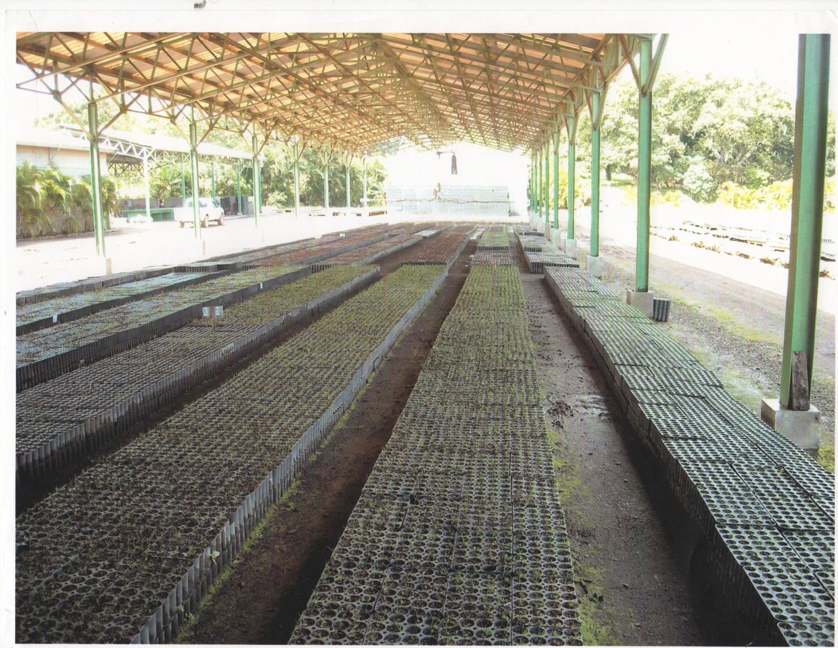 CoffeeRustCure's tweet image. I am at a tree farm in Dominican Rep  2 send 50K+  Caribbean pine trees to #Haiti fondationseguin.org