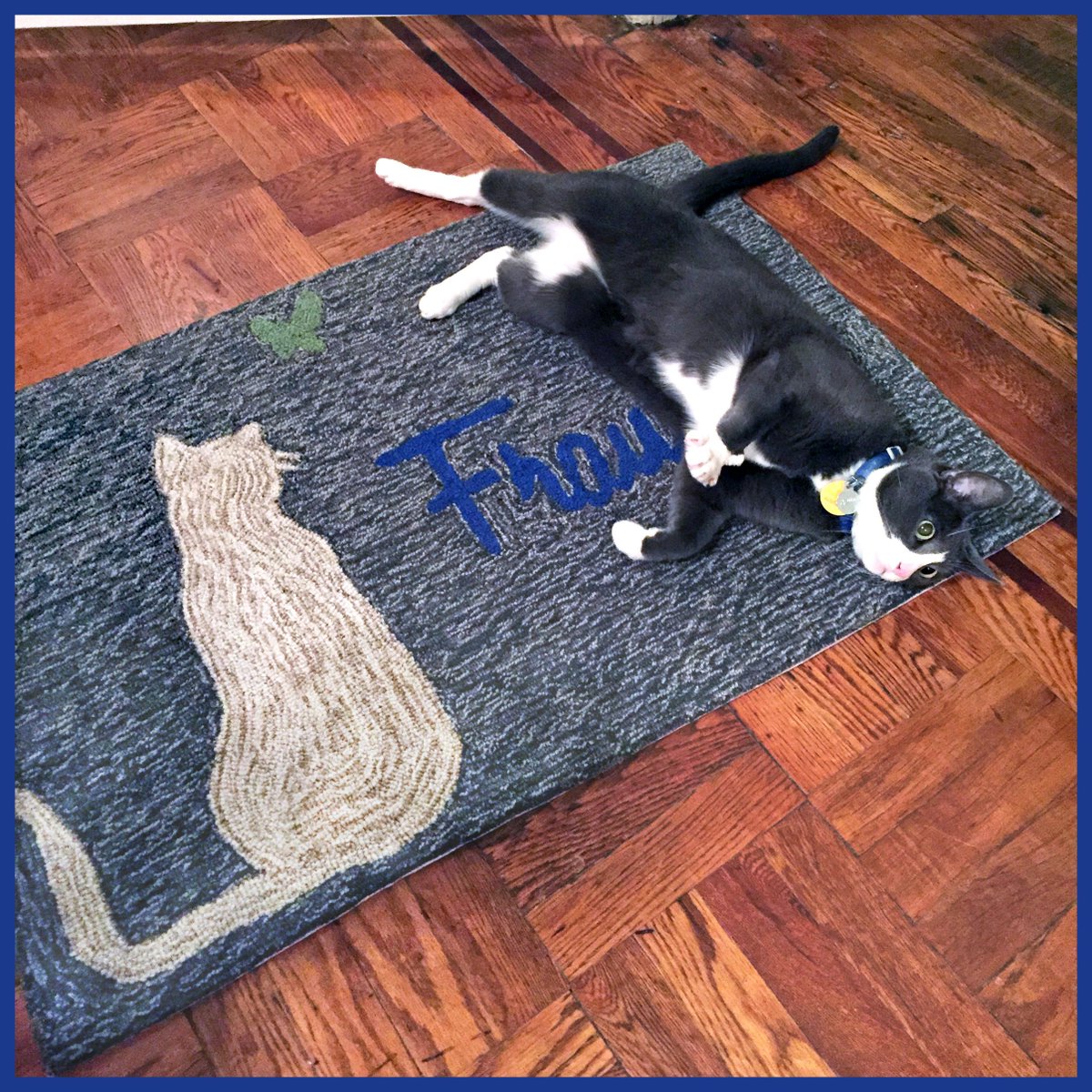 SitStayandClick's tweet image. It's Adopt a Cat Month @ASPCA Check out our buddy Franklin who was adopted from a shelter. #AdoptACat