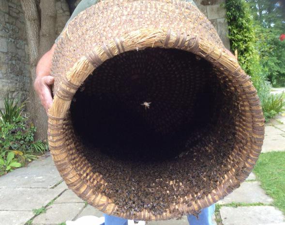 Bees have been enjoying the Priory Bay! Largest swarm on the IW? Now gone to a good home #bees #nature #hotelgrounds