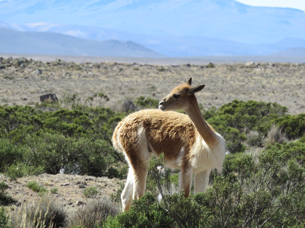 Red_Spokes's tweet image. Our Peru group has just come back to us with these lovely pics #cycleholidays