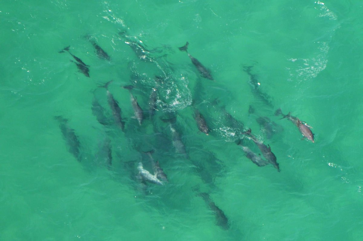 EL DELFIN, REY DE LOS MARES...