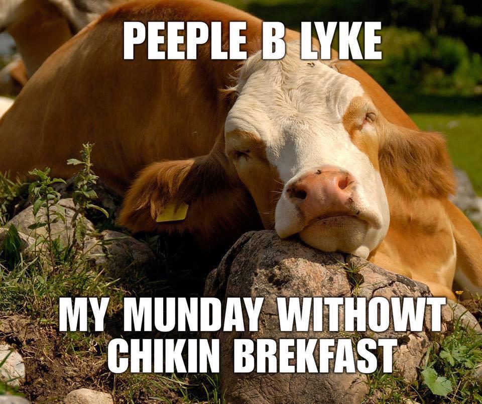 CFAVictory's tweet image. Relatable. #CowProblems #Mondays #Chickfila 🐮