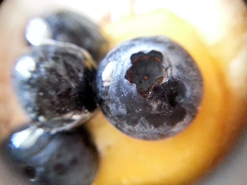 EmaldB's tweet photo. I'm gonna eat you http://t.co/2psbi2mSNI