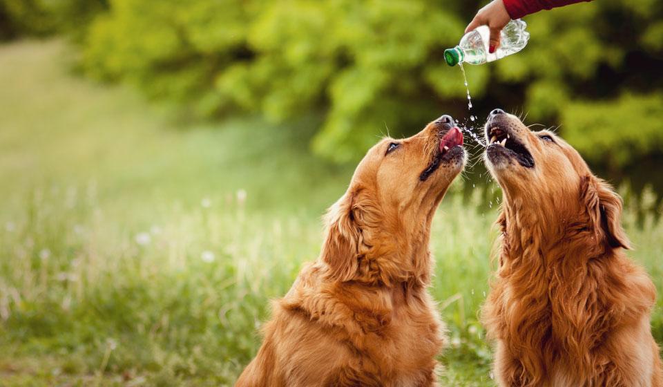 RepublicaCanina's tweet photo. 7 Tips Para Mantener a Tu Canino Fresco Este Verano http://t.co/54D7a7VH7w http://t.co/OHjOlXYDTF http://t.co/3OlcF2lh4b