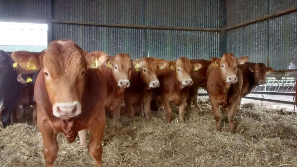 Victoria Kyle tweet media