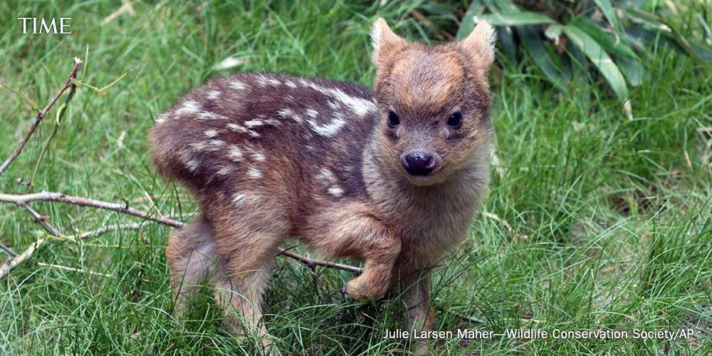 Meet New York’s adorable baby Pudu, the ‘world’s smallest deer species’ ti.me/1ThEnqt