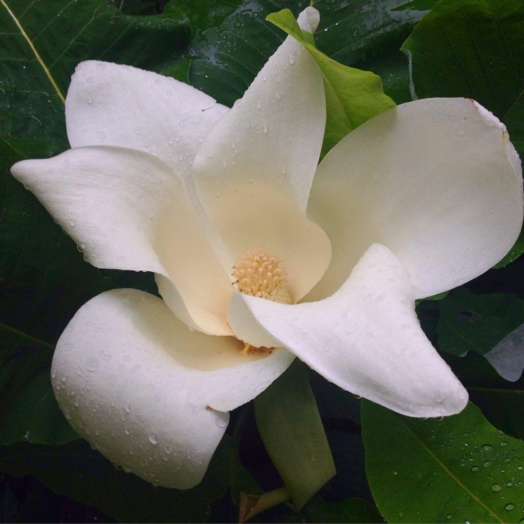 Magnolia 'Julian Hill' is beginning to bloom! Find it at the end of the dogwood allée. #mvpsa
