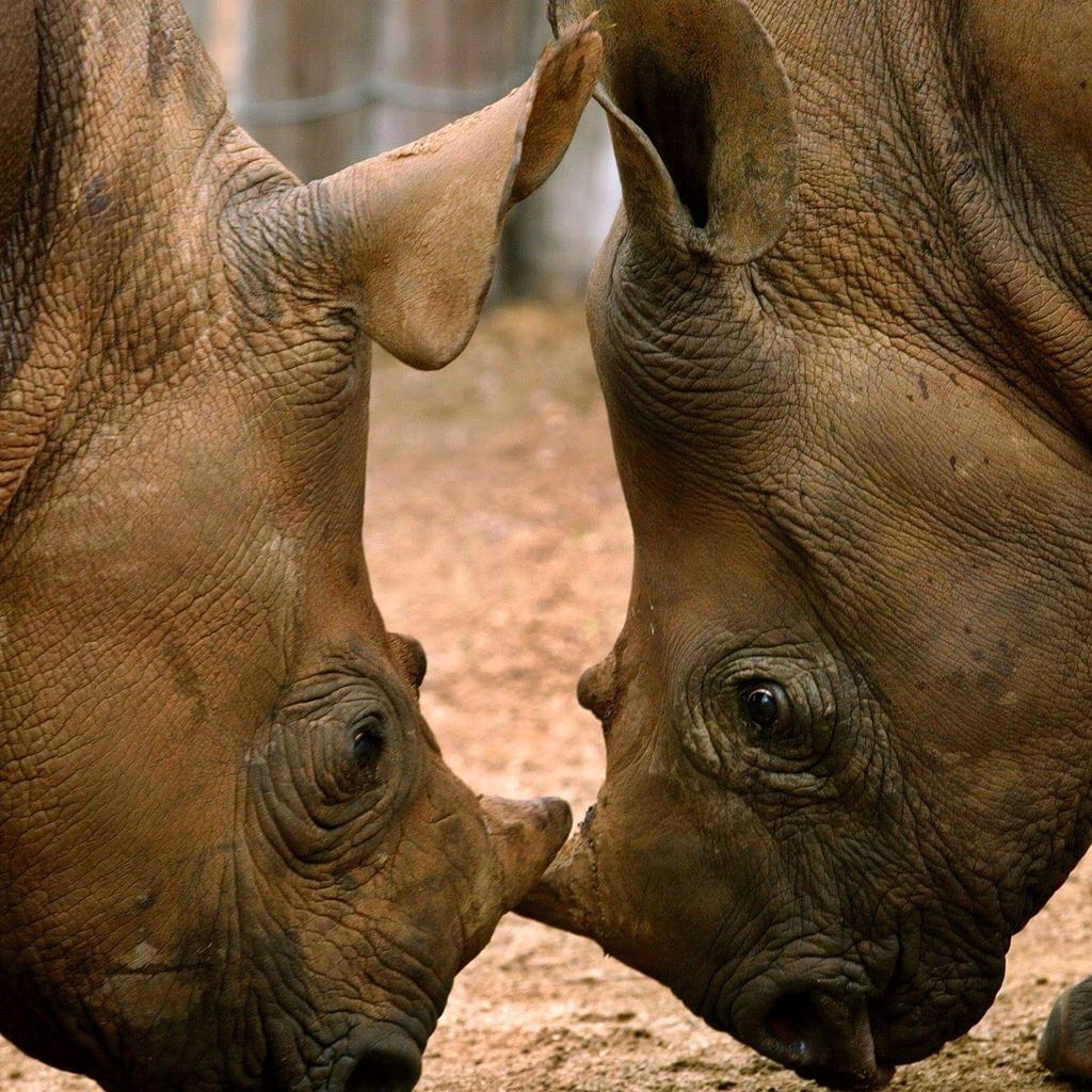 PaulaSRhino's tweet photo. This beauty belongs to earth..not to Humans to distoy! #STOPKILLINGOURRHINOS http://t.co/XIykLppf4e