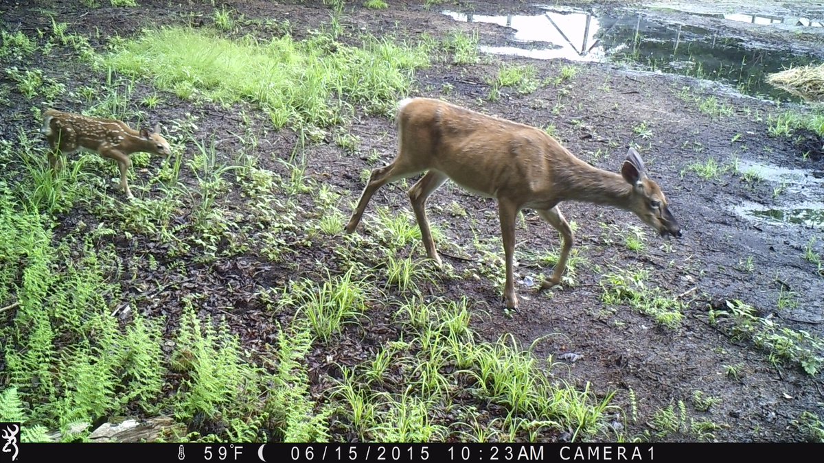 spyhopes's tweet photo. #MooseRiverFarm loves wild neighbors. #BrowningTrailCamera http://t.co/67dsf7gnqn