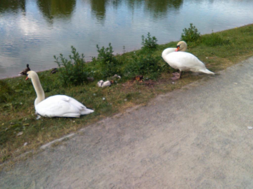 io_vivi's tweet photo. Auf dem heimweg supersüße Babyschwäne gesehen #cute #Swans http://t.co/mlI8bQ4qbq