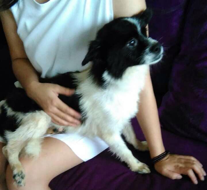 humaneworldnews's tweet image. SAVED! this sweet dog in a Yulin slaughterhouse, named him Ricky to honor our friend @rickygervais #StopYulin2015