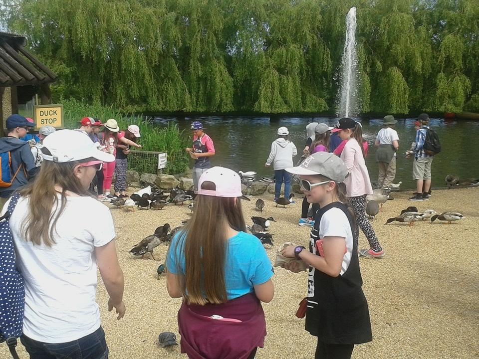 scargill_school's tweet photo. Feeding the ducks now!! #verygreedy #IOW2015 #scargillfamily http://t.co/e5t6YH32vU