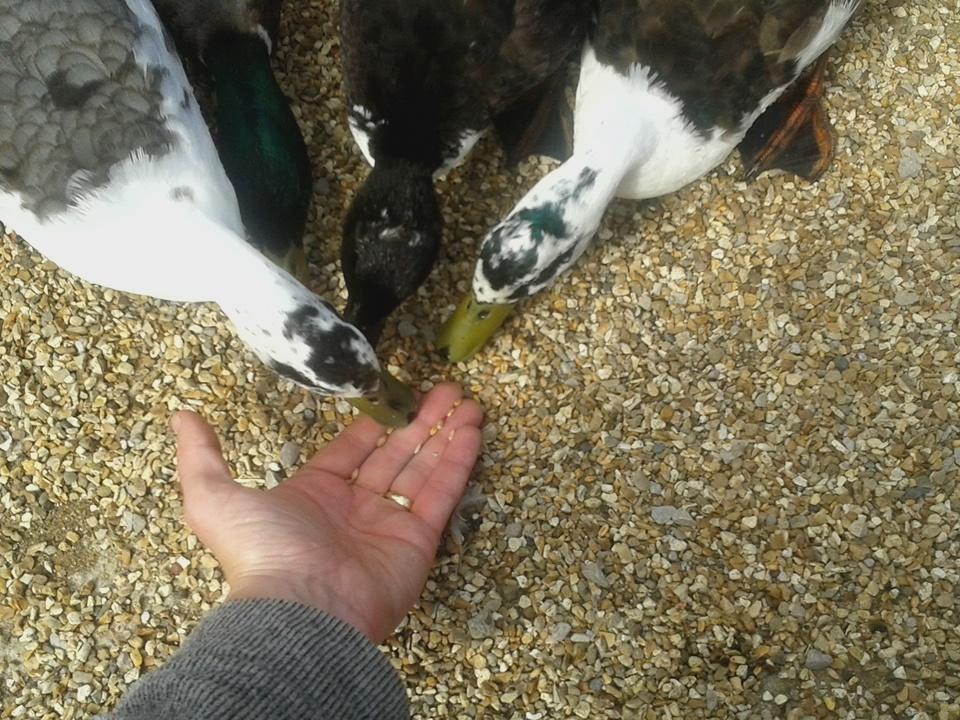 scargill_school's tweet photo. Feeding the ducks now!! #verygreedy #IOW2015 #scargillfamily http://t.co/e5t6YH32vU