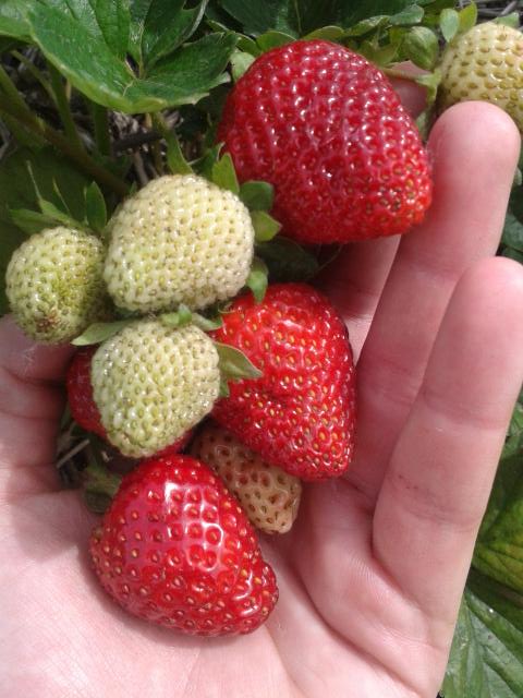 Picking strawberries is the best possible Monday morning!