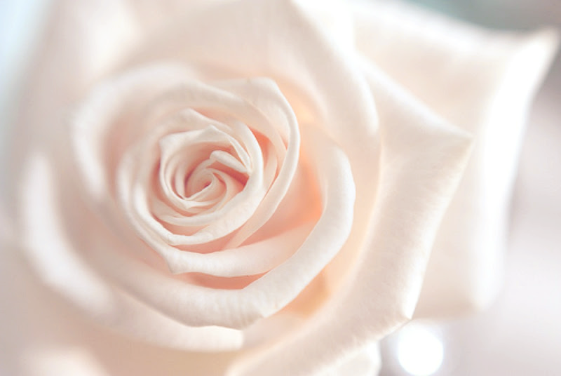 FloweJr's tweet image. White rose Junior