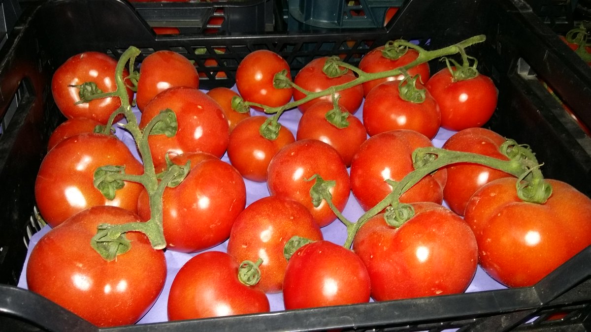 TCFruits's tweet photo. Un buen producto para hacer mejores platos.
http://t.co/dAkc86NkZv http://t.co/wlA3rxQbWC