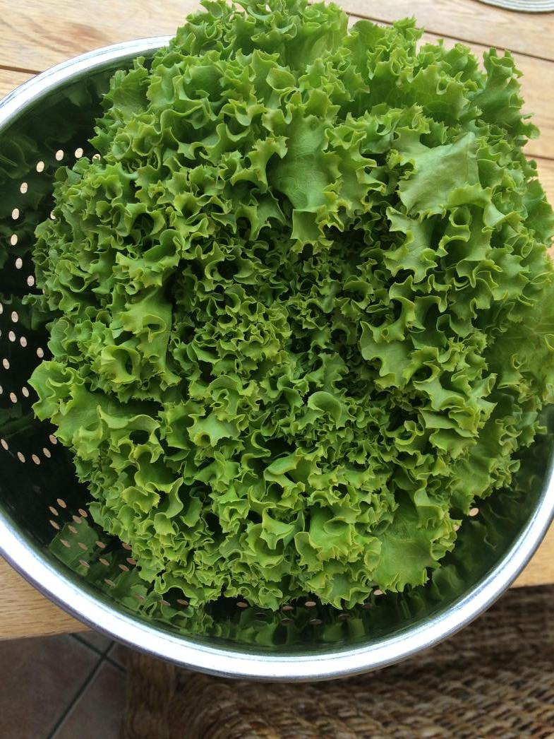 dawnrobinson66's tweet image. What a lovely lettuce @Riverford !! #perfectlyformed #thankyou