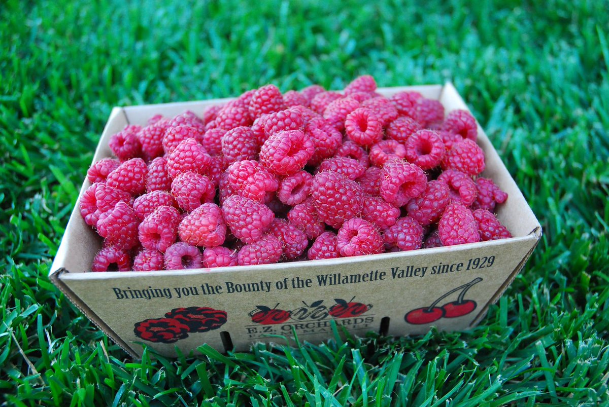 oregonberries's tweet image. The wait is over.  The time is now (and for the next month or so!) #ORberries #worththewait #raspberryfieldsforever