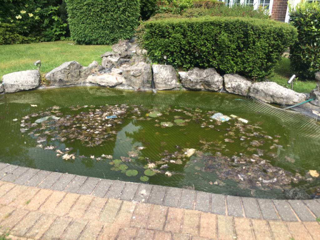 The_Fish_Doctor's tweet image. Another green water challenge with a full clean #pond #fish
