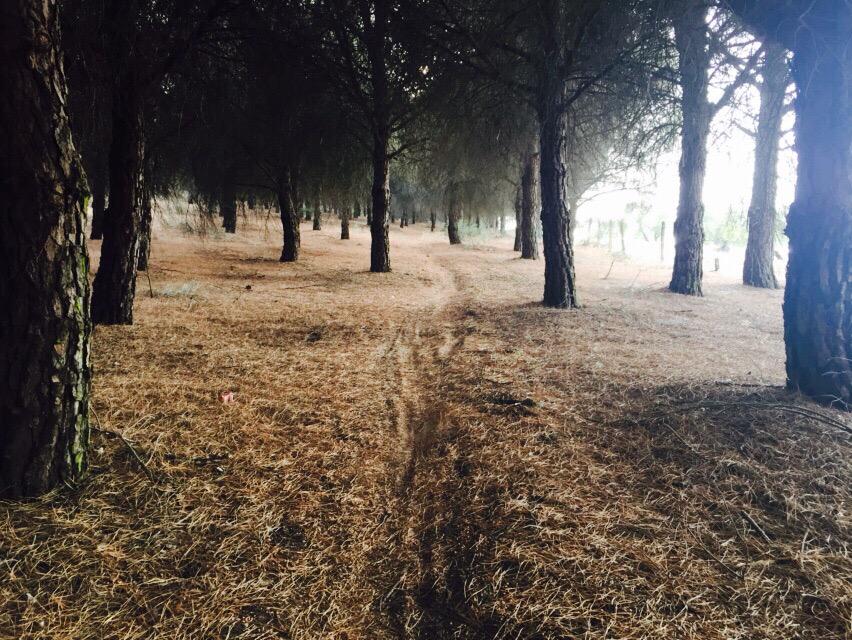 BORNOSRUNNING's tweet photo. EL MEJOR DUATLON DE ANDALUCÍA.  http://t.co/nKKzgIYaJV http://t.co/ZjIQvGkNvD