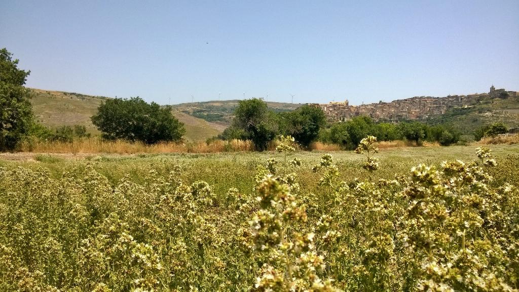 Origano nei campi di Aromi di Utra  azienda selezionata da <a href="/ViaggioIblei/">Viaggio negli Iblei</a>  con lo sfondo di #MonterossoAlmo #Sicilia