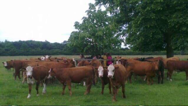 jennysharp22's tweet image. #DofEproblems when you get chased and surrounded by cows..