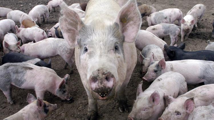 BiomassMonitor's tweet photo. Duke Energy to burn swine waste in #naturalgas plant, call it #renewableenergy http://t.co/40fLfD4cvB #fracking http://t.co/bClZc5ayzH