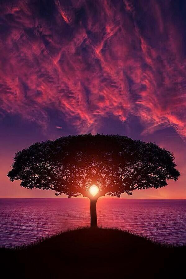 EarthPicturz's tweet photo. An ocean sunset through a lonely tree. http://t.co/2iurtnoCXj
