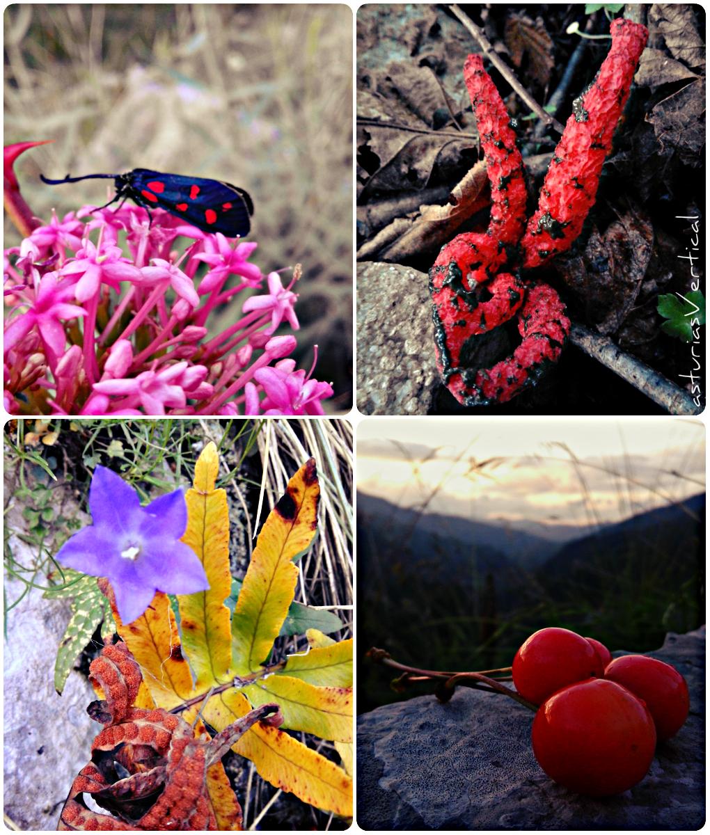 No sólo es verde la tierrina. Un paseo por #Amieva
#Asturias #Naturaleza #Flora #Fauna #Setas