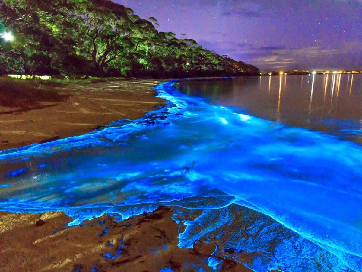 Earth Pics on Twitter: "@EarthPix Luminous Lagoon, Trelawny, Jamaica