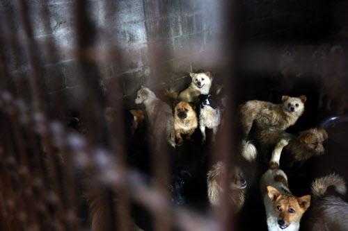 Ricky Gervais backs animal rights charity to shut down Yulin dog meat festival ibtimes.co.uk/ricky-gervais-… #StopYuLin2015
